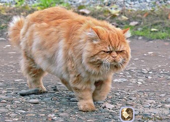 猫之城猫猫复活了：全面解析角色搭配与技巧解锁