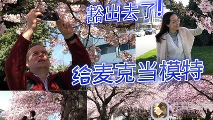 速懂入门樱花盛开的梦Cherry Blossom Dream，Lanota氪金族如何轻松虐通关？